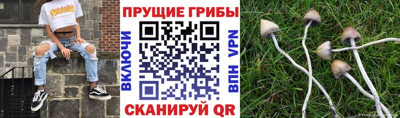 сколько стоит  Высоцк  Псилоцибиновые грибы Cubensis 